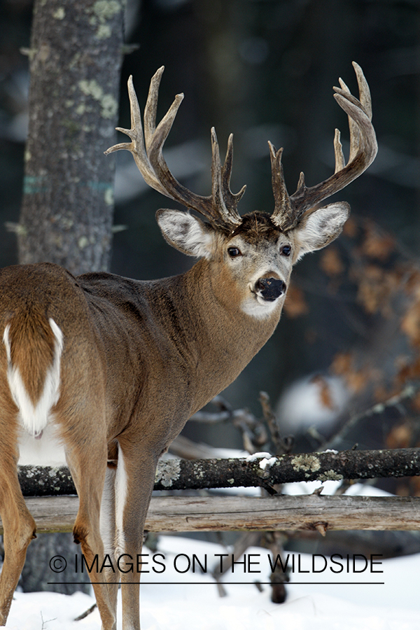 White-tailed buck in habitat.