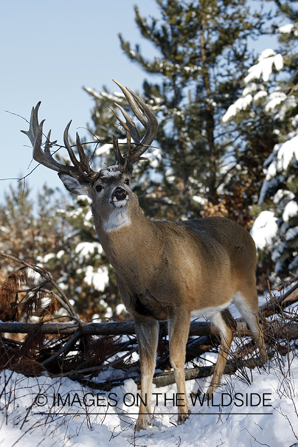 Whitetail in habitat