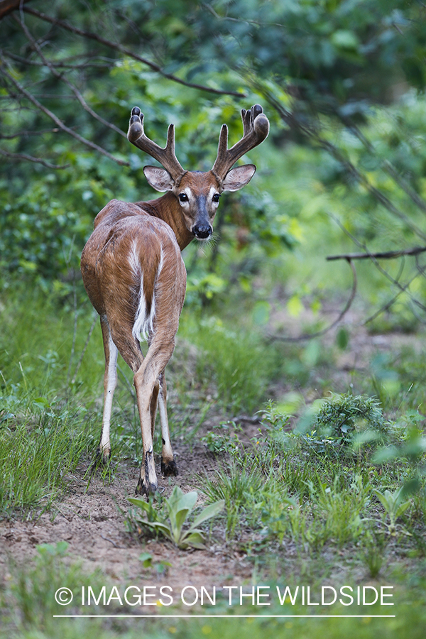 Summer Deer in Velvet