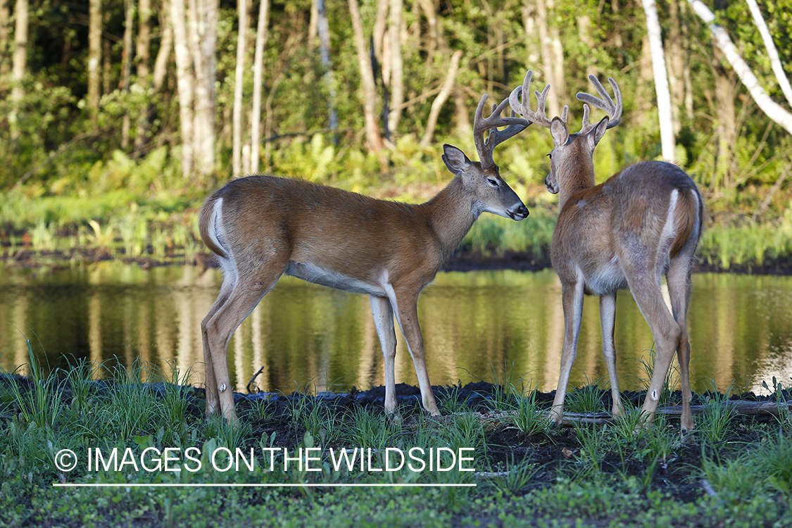 White-tailed deer in velvet