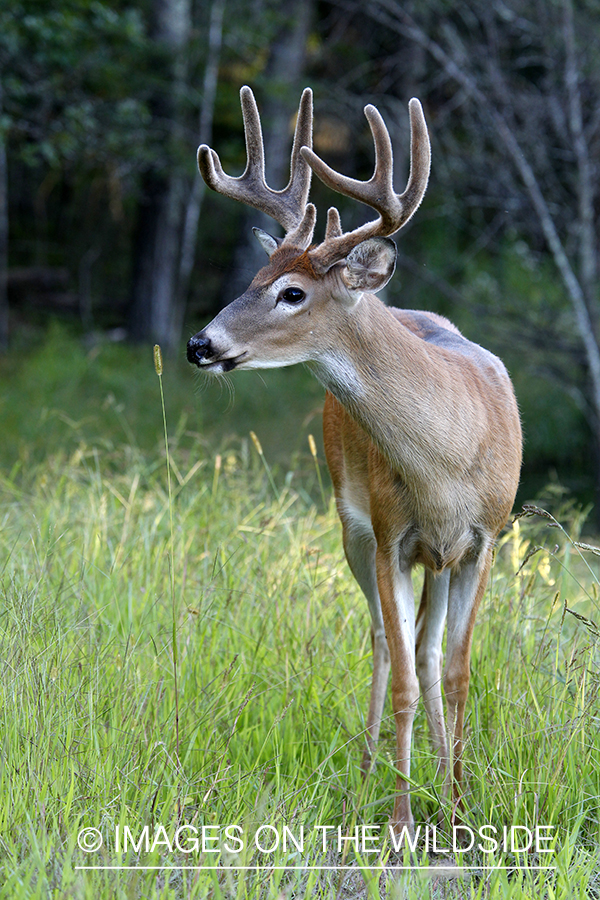 White-tailed buck in velvet 