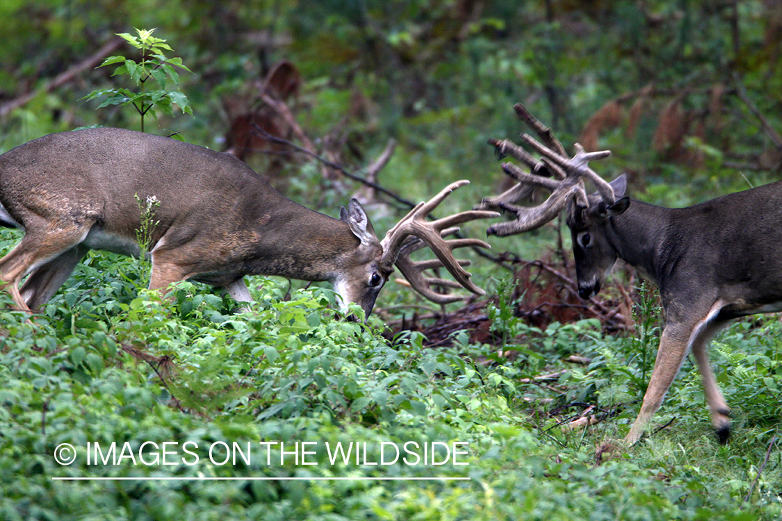 White-tailed bucks fighting