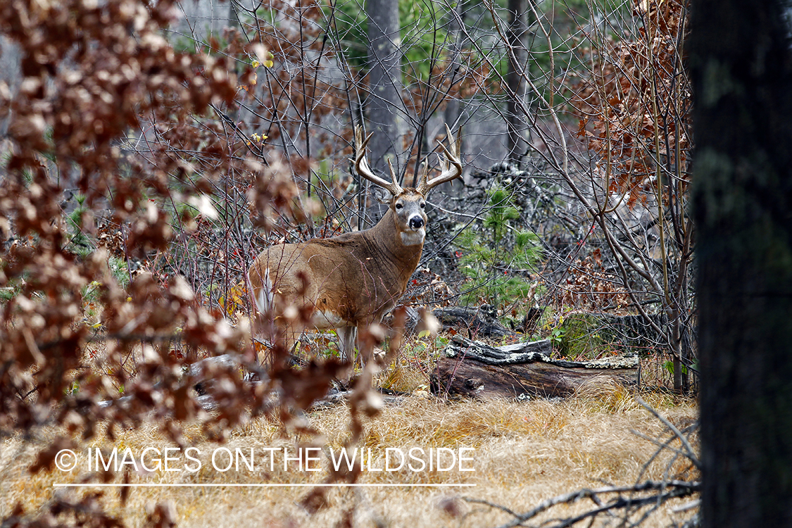 White-tailed buck in habitat. *