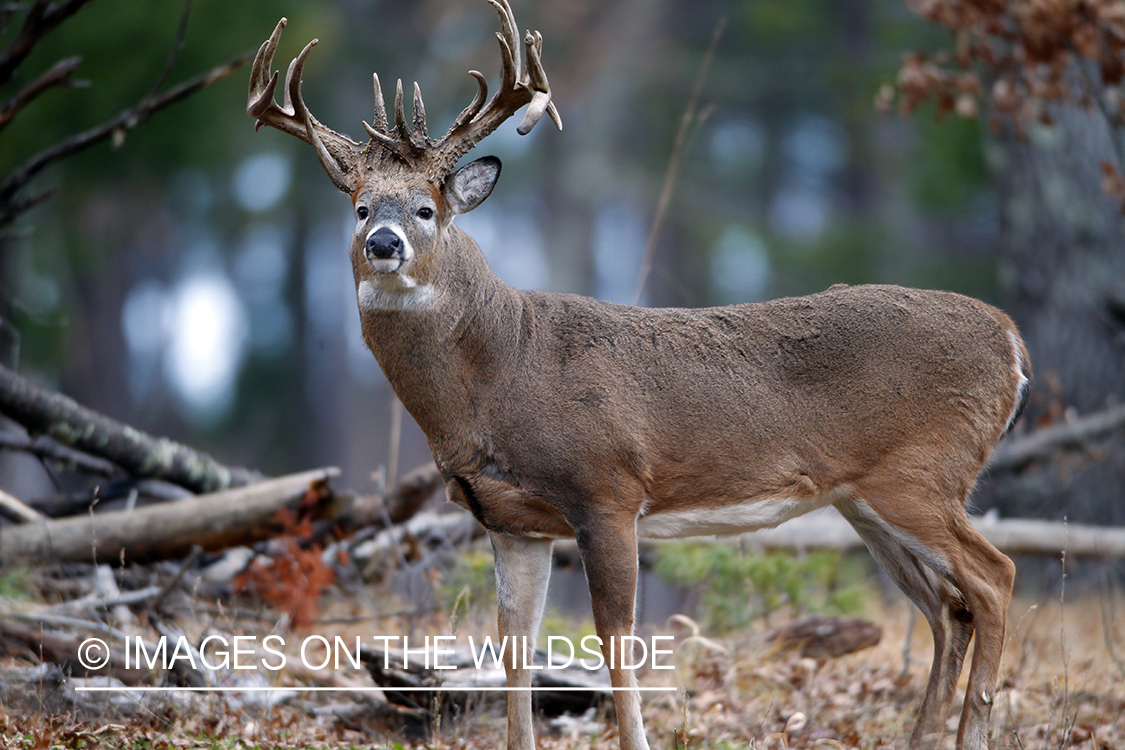 White-tailed buck in habitat. 