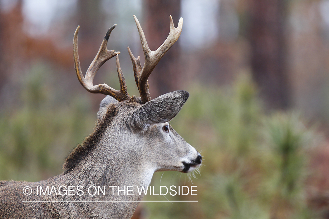 White-tailed buck in habitat. 