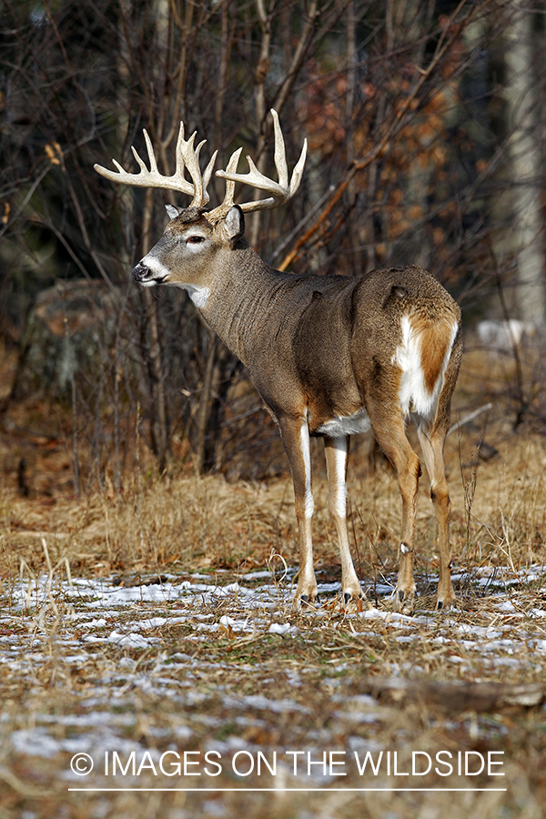 White-tailed buck in habitat. *