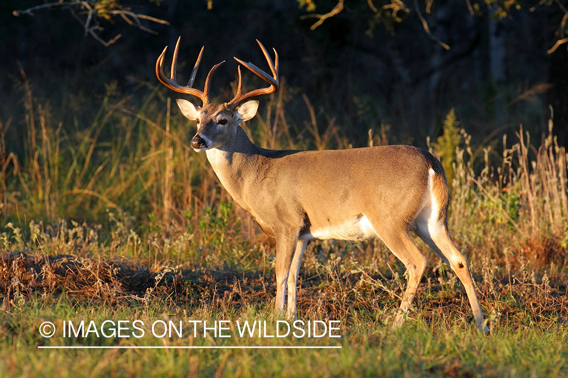 White-tailed buck in habitat. 