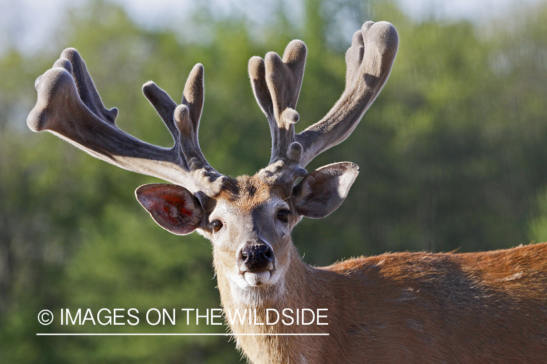 White-tailed buck in habitat. 