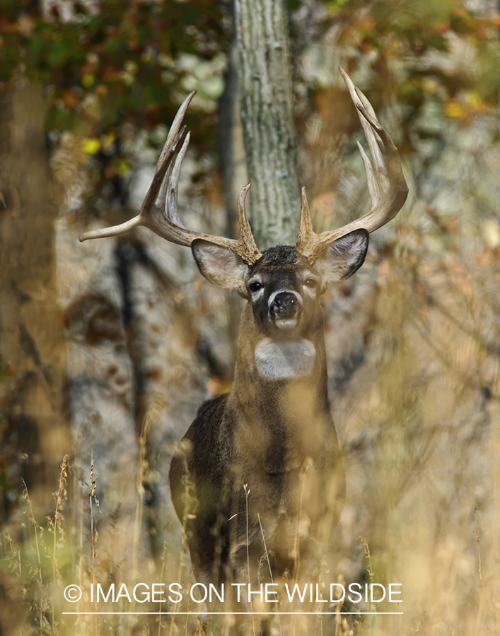 White-tailed buck in habitat. 