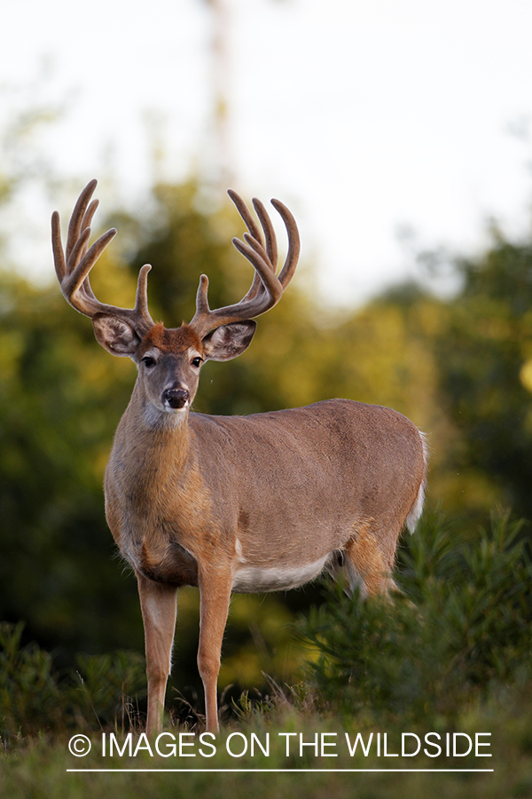 White-tailed buck in velvet.  