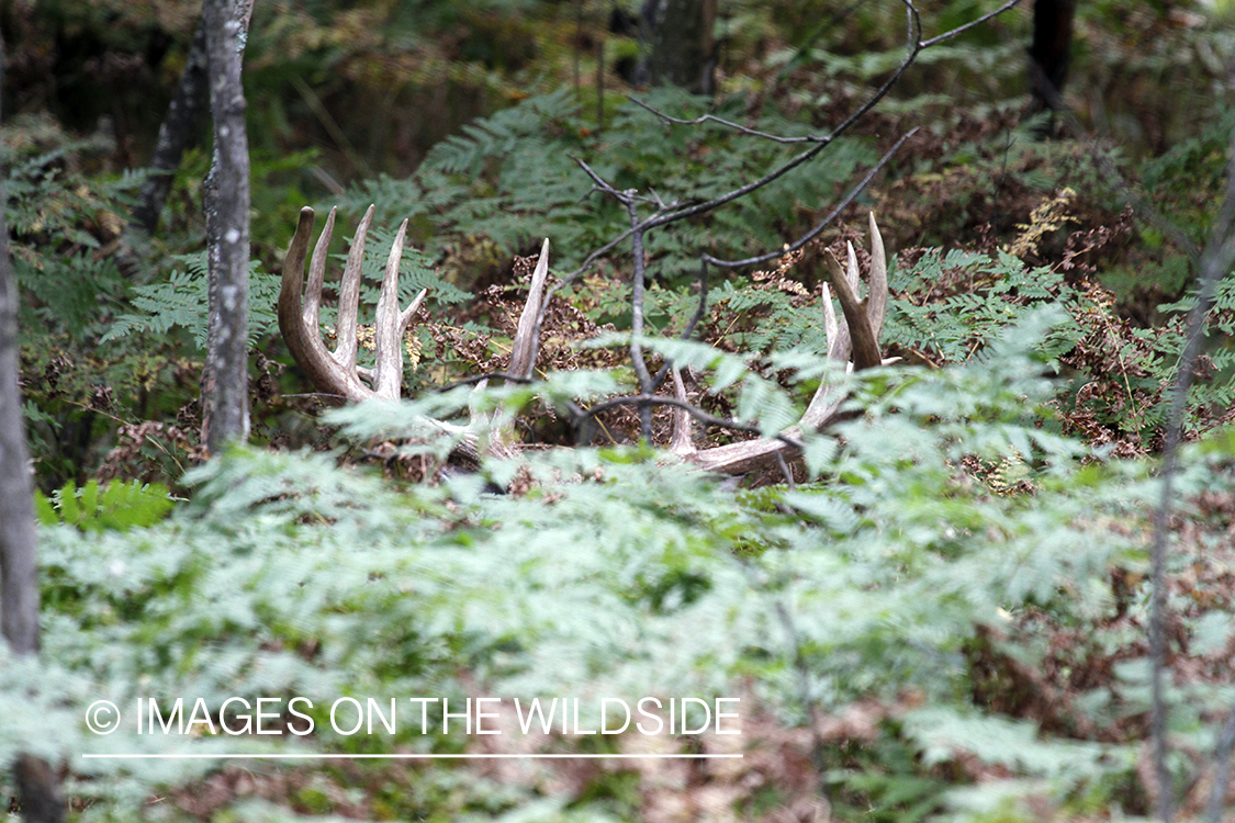 White-tailed buck in habitat.  