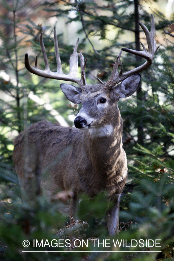 White-tailed buck in habitat. 