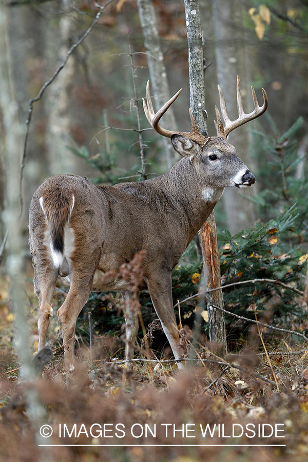 White-tailed buck in habitat. 