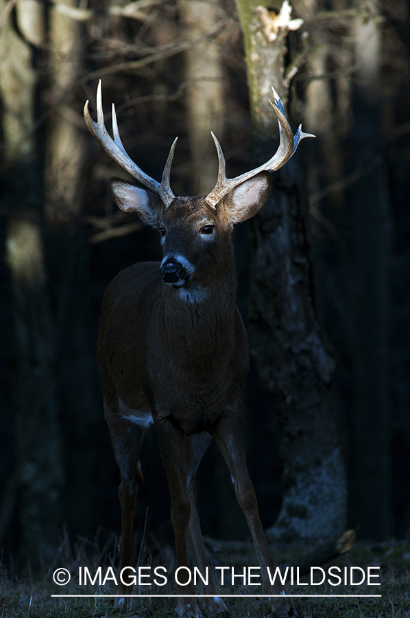 White-tailed buck in habitat. 