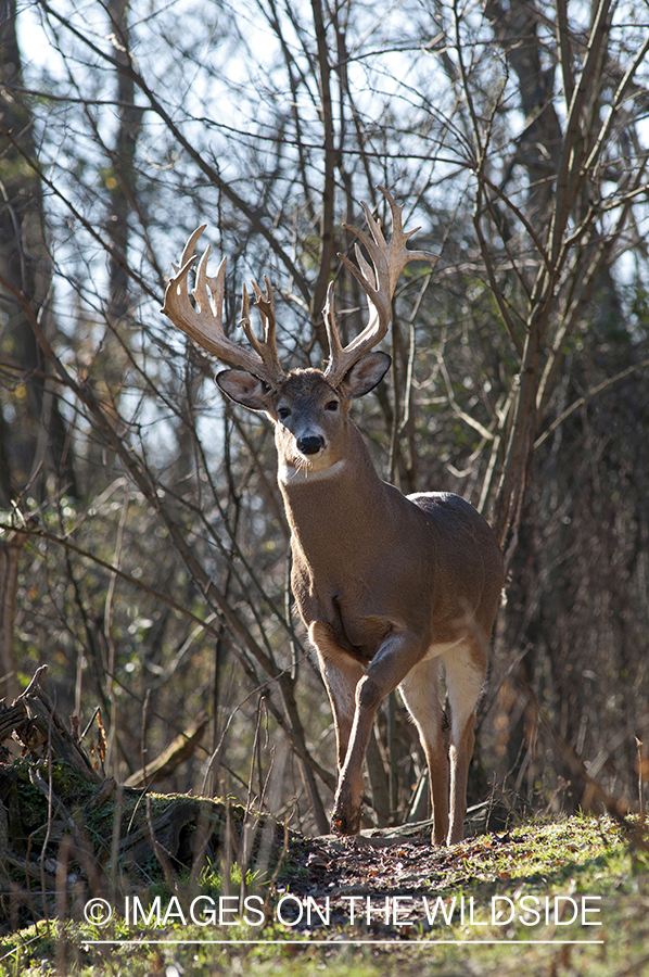 White-tailed buck in habitat. 