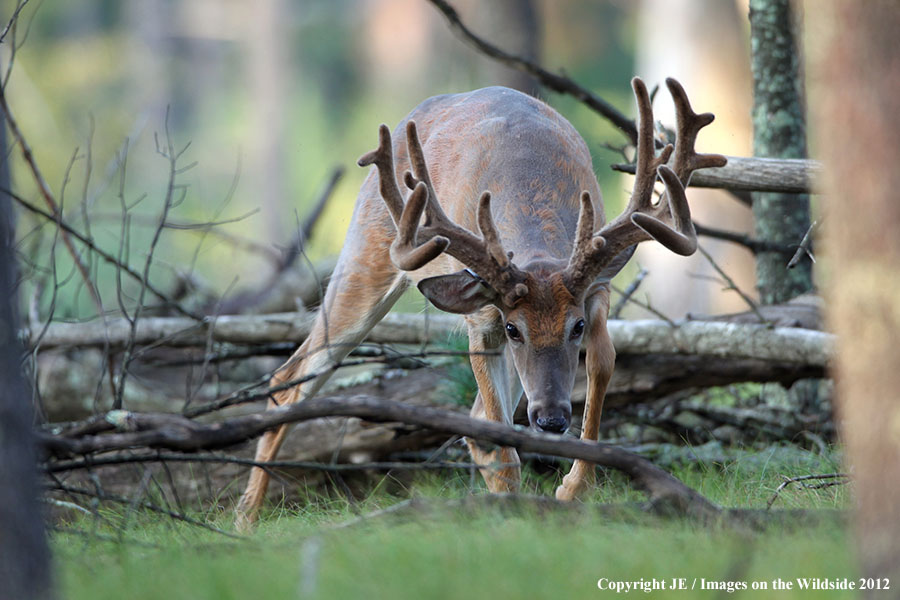 White-tailed buck in velvet.