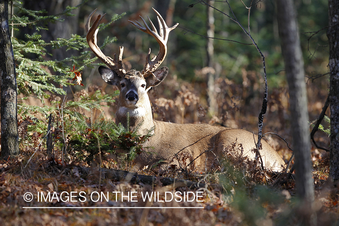 White-tailed buck laying in forest.