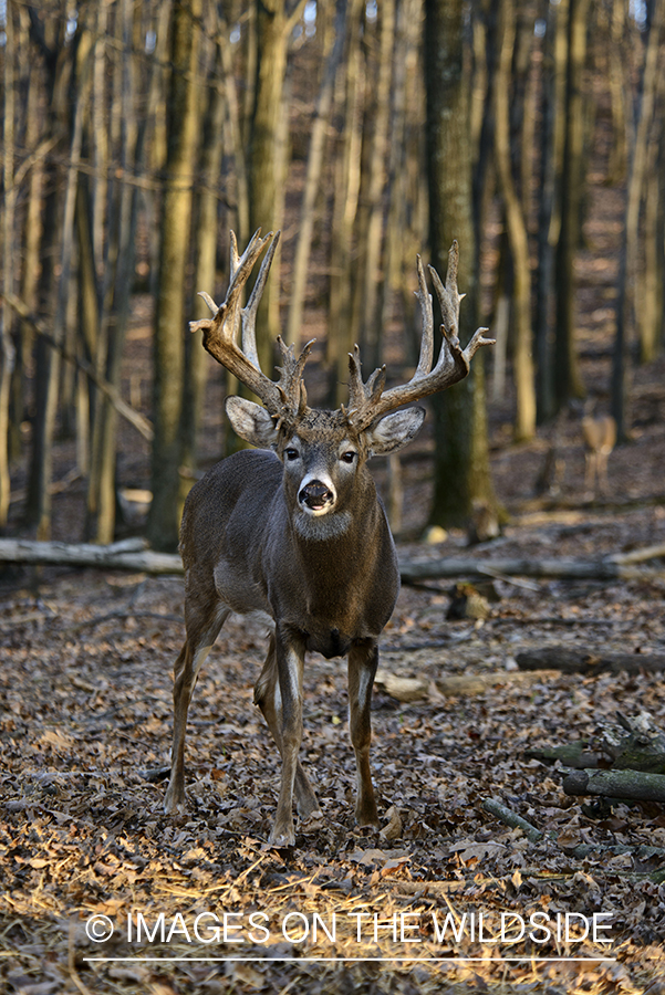 White-tailed buck in habitat.