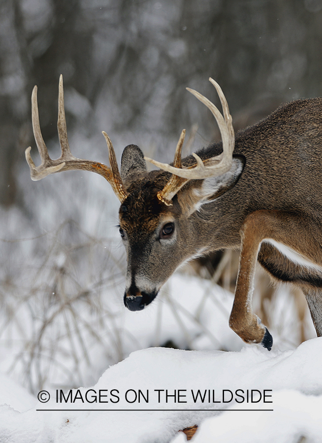 White-tailed buck displaying aggressive behavior. 