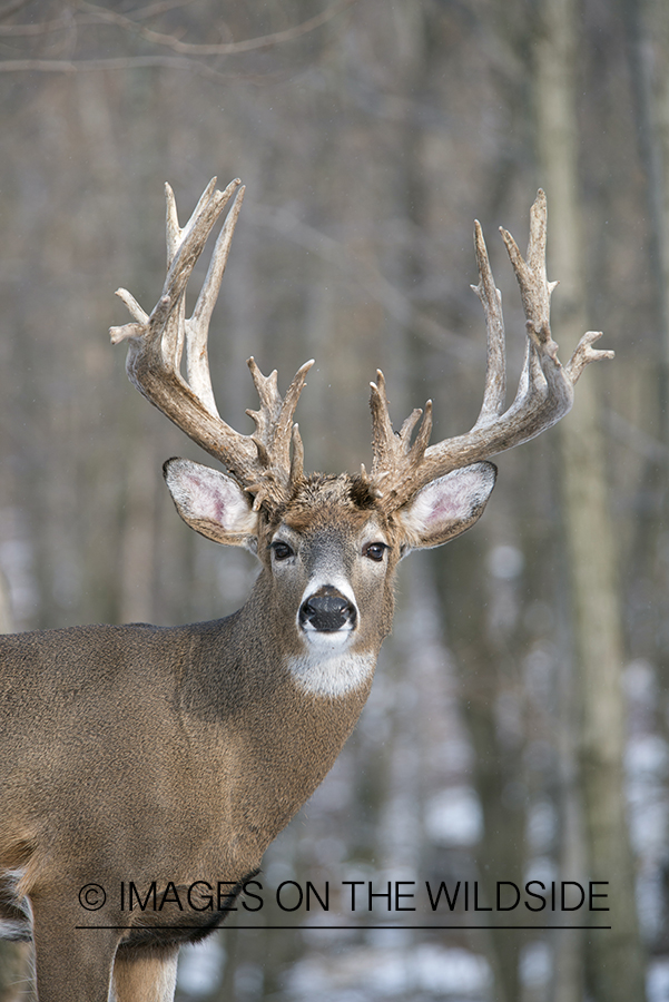 White-tailed buck in habitat.