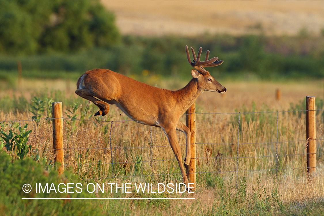 White-tailed buck jumping a fence.