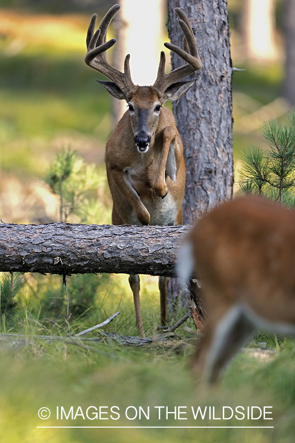 White-tailed buck in habitat.