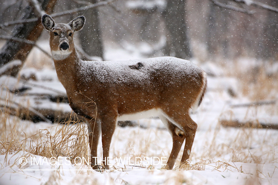 White-tailed doe in snow.