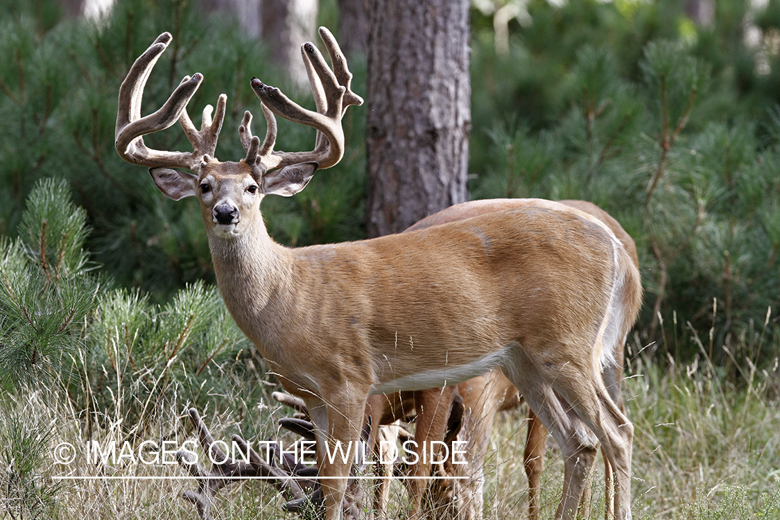 White-tailed buck in velvet.