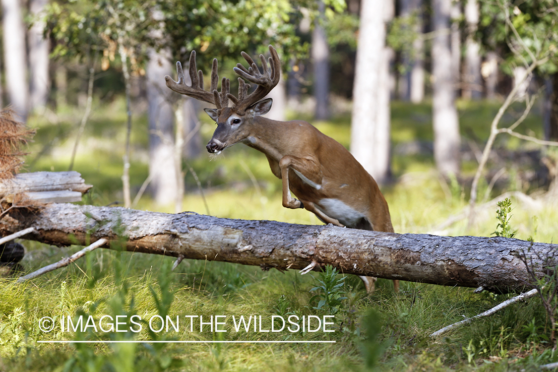 White-tailed buck in velvet jumping downed tree.