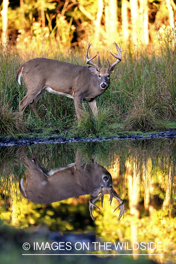 White-tailed buck with reflection.