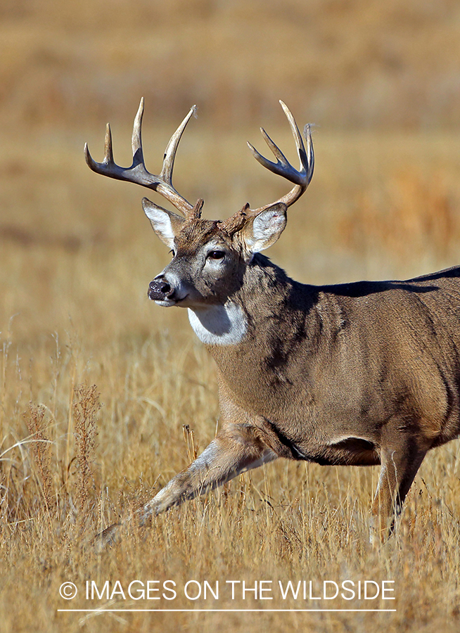 White-tailed buck fleeing in habitat.