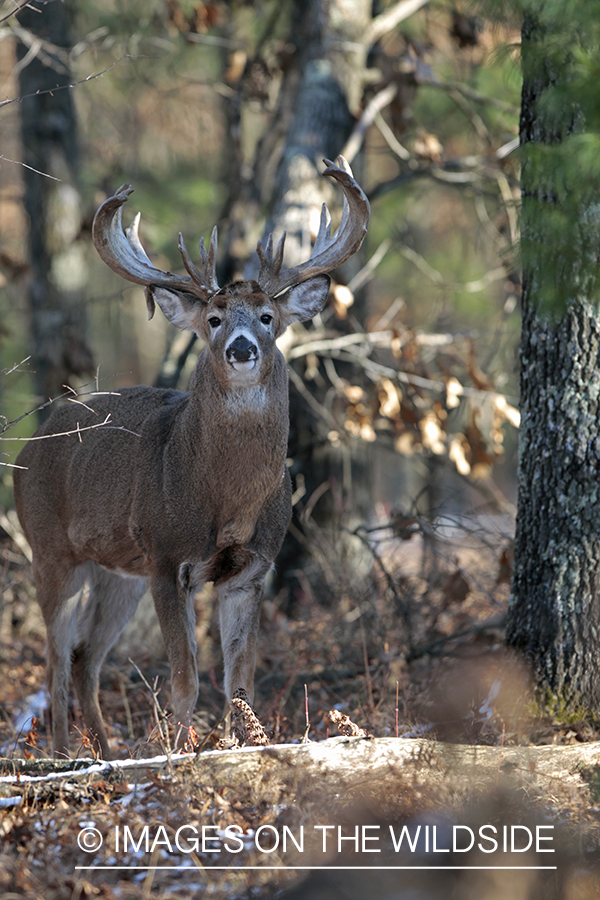 White-tailed buck in rut.