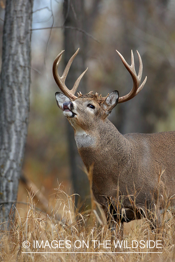 White-tailed buck lip curling.