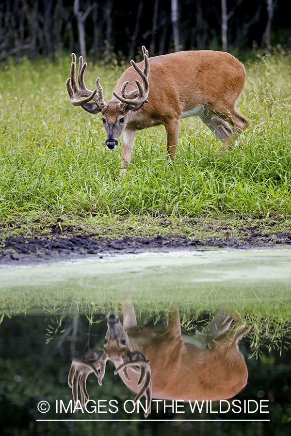 White-tailed Buck in Velvet by spring.