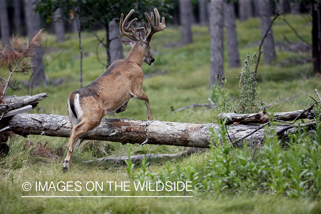 White-tailed buck jumping over fallen tree.