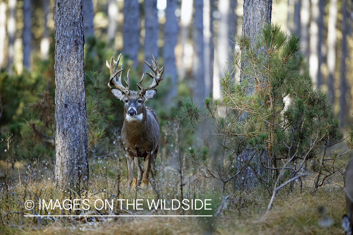 White-tailed buck in woods.