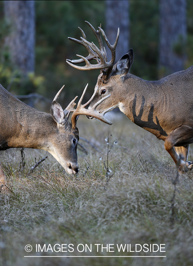 Two white-tailed bucks sparring.