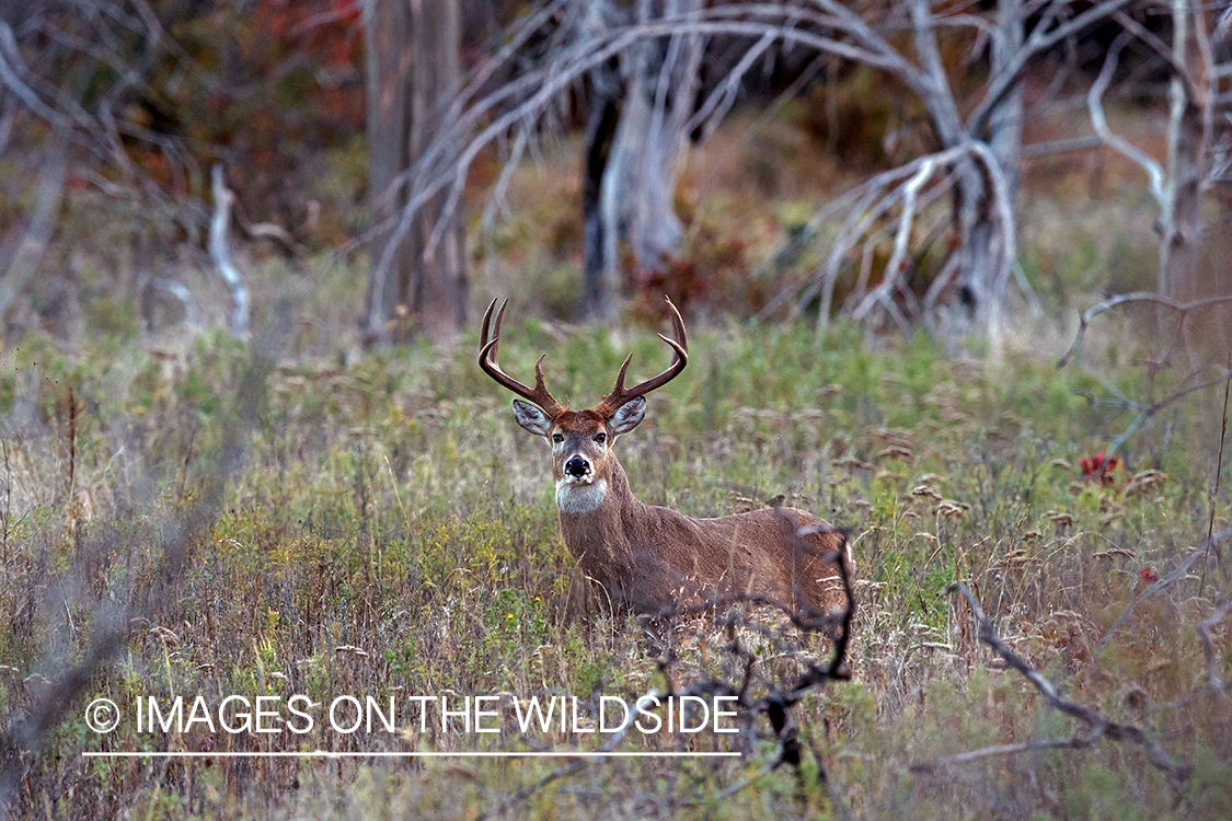 White-tailed buck in habitat.