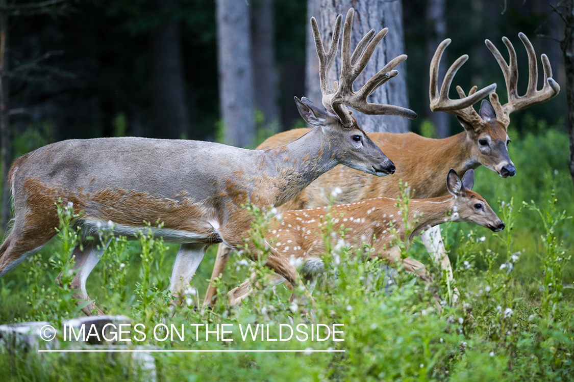 White-tailed buck in velvet.