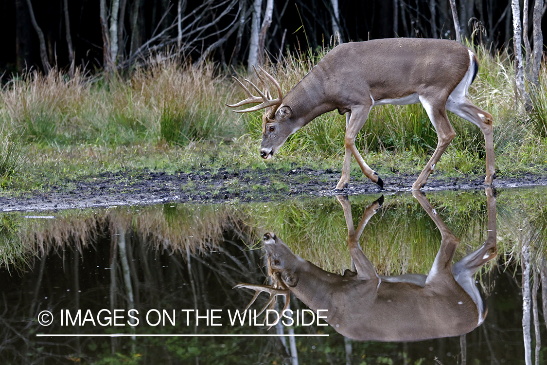 White-tailed buck at waters edge.