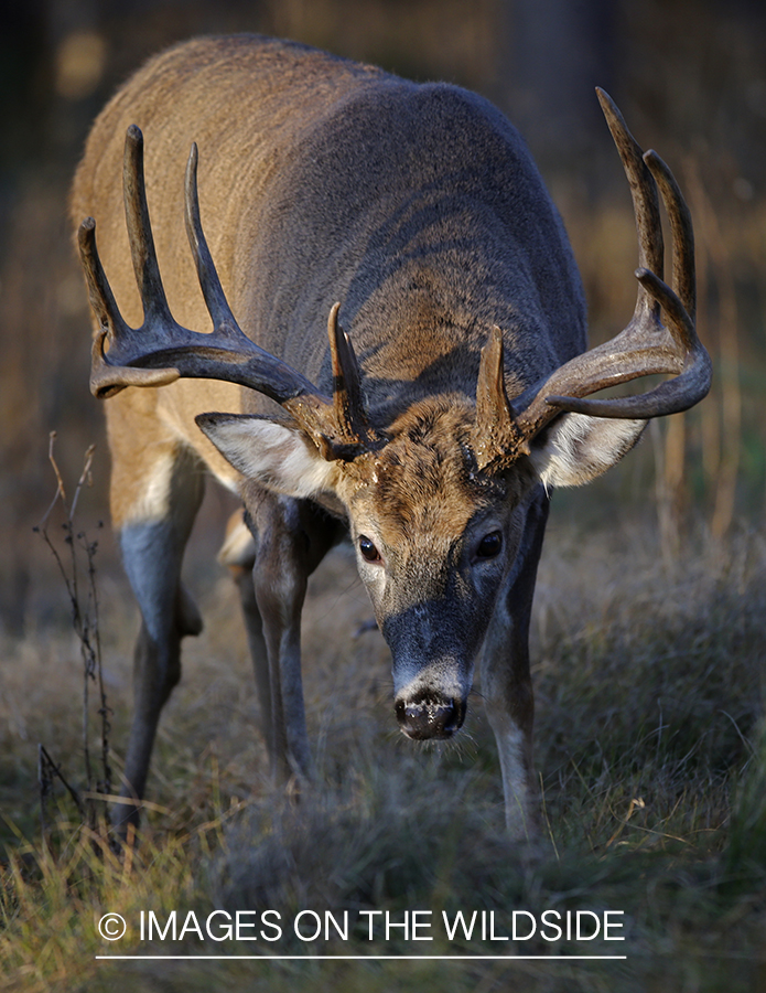 White-tailed buck in field.