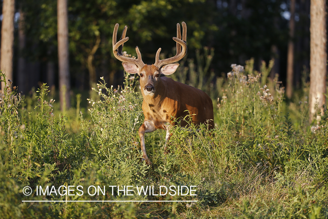 White-tailed buck in field.