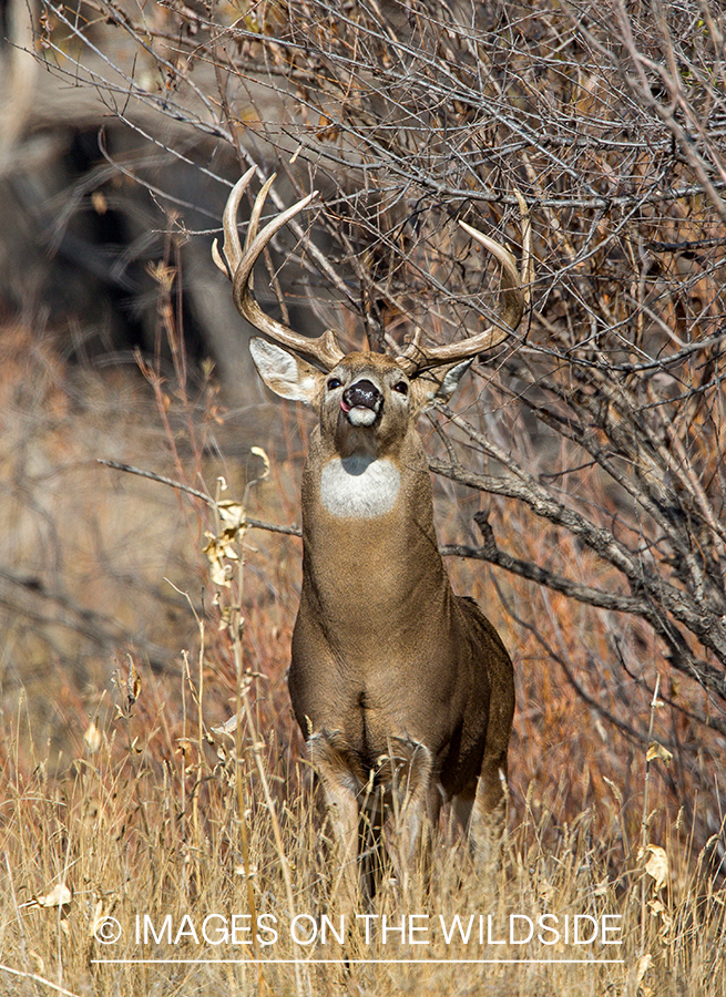 White-tailed buck making scrape.