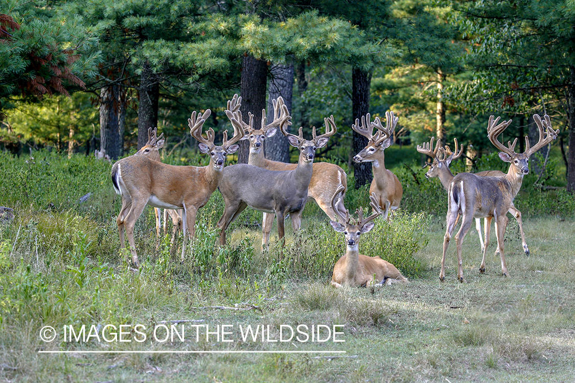 Herd of White-tailed bucks in Velvet.