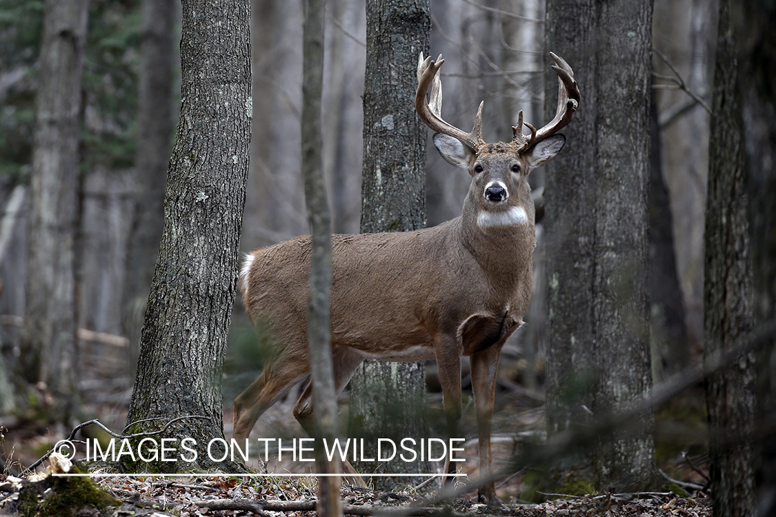 White-tailed buck in the rut.