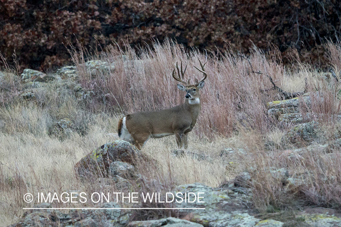 White-tailed buck in field.