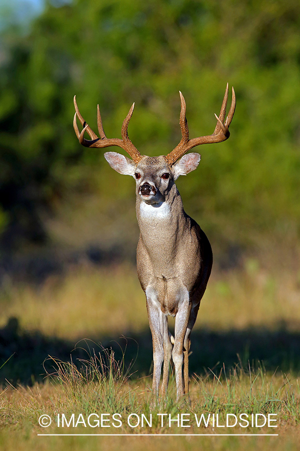 White-tailed buck in the Rut.