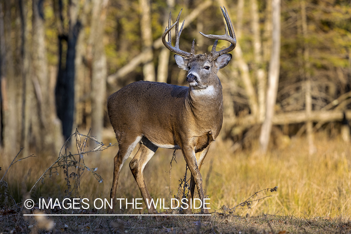 White-tailed buck in field.