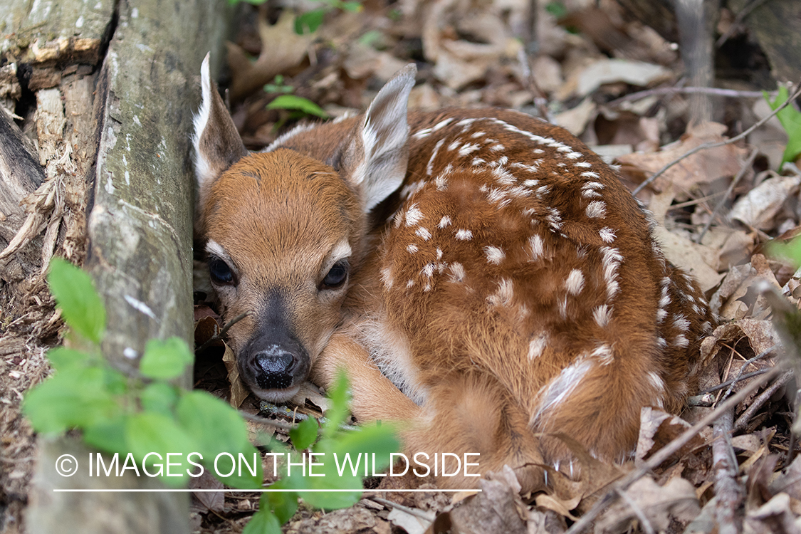 Fawn bedded down.