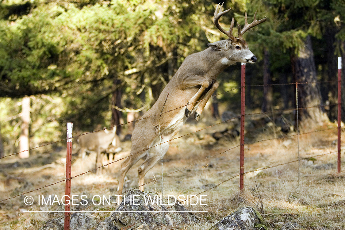 White-tailed deer in habitat